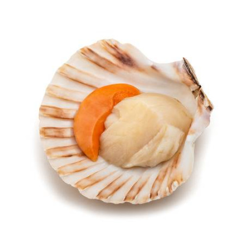 SFSH40038 [1/2 SHELL SCALLOP 10-12CM] 1/2 SHELL SCALLOP 10-12 CM