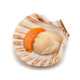 SFSH40038 [1/2 SHELL SCALLOP 10-12CM] 1/2 SHELL SCALLOP 10-12 CM