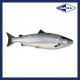 SFCH10016 [SALMON-FF-4/5] FRESH SALMON SIZE : 4-5KG