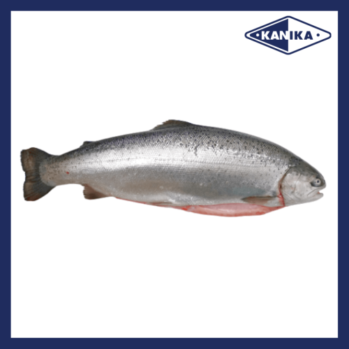 SFCH10019 [TROUT-4/5] FRESH TROUT SIZE : 4-5KG