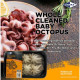 SFSQ10080 [KWB-OCTOPUS-20/40] FROZEN WHOLE CLEANED BABY OCTOPUS SIZE : 20/40