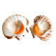 SFSH40030 [1/2 SHELL SCALLOP 8-9CM] 1/2 SHELL SCALLOP 8-9 CM