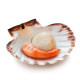 SFSH40030 [1/2 SHELL SCALLOP 8-9CM] 1/2 SHELL SCALLOP 8-9 CM