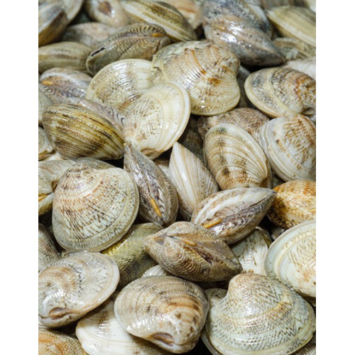 SFSH10024 [WS-CLAM/Z 40%] FROZEN WHOLE SHELL CLAM 30-40PCS