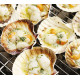 SFSH40038 [1/2 SHELL SCALLOP 10-12CM] 1/2 SHELL SCALLOP 10-12 CM