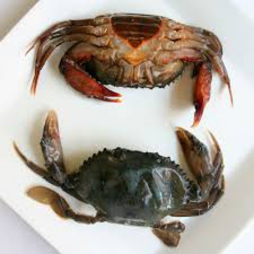SFCR30032 [CSS-40/100-120] FROZEN SOFT SHELL CRAB SIZE : 100/120