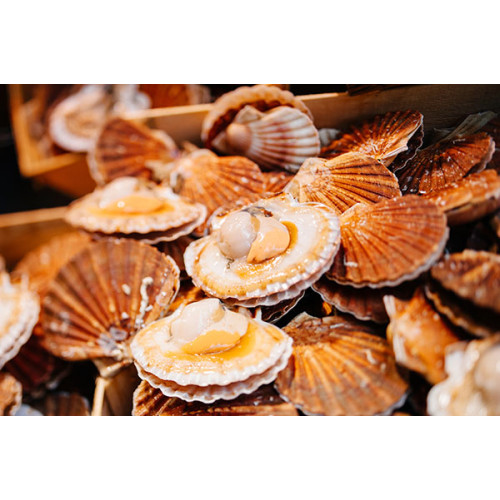 SFSH40038 [1/2 SHELL SCALLOP 10-12CM] 1/2 SHELL SCALLOP 10-12 CM