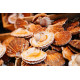 SFSH40038 [1/2 SHELL SCALLOP 10-12CM] 1/2 SHELL SCALLOP 10-12 CM